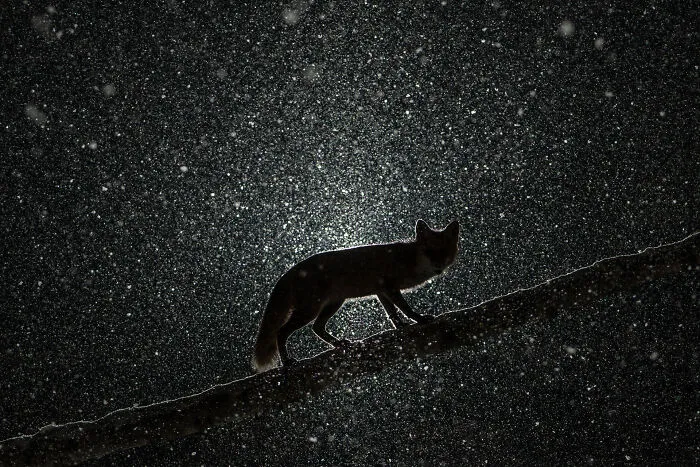 Roxy In The Heavy Snowstorm