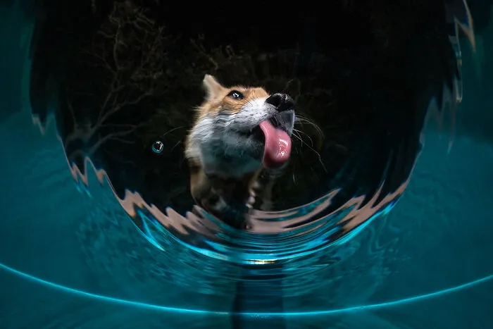 Roxy Drinking Water From The Small Plunge Pool