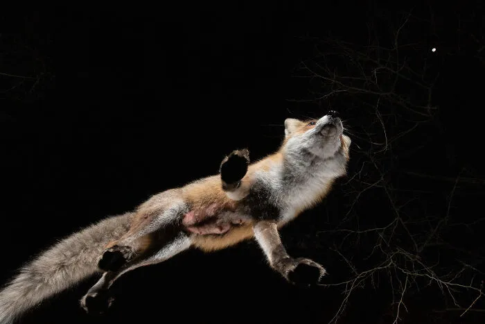 The Epilated Fox