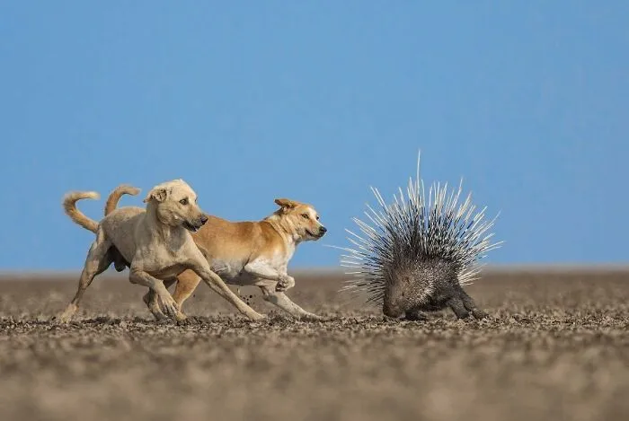 "A Thorny Issue", Winner, Conservation Focus