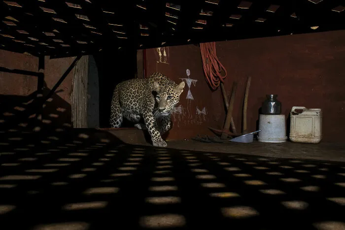 "Aarey’s Cats",  Winner,  Wildscape & Animals In Their Habitat
