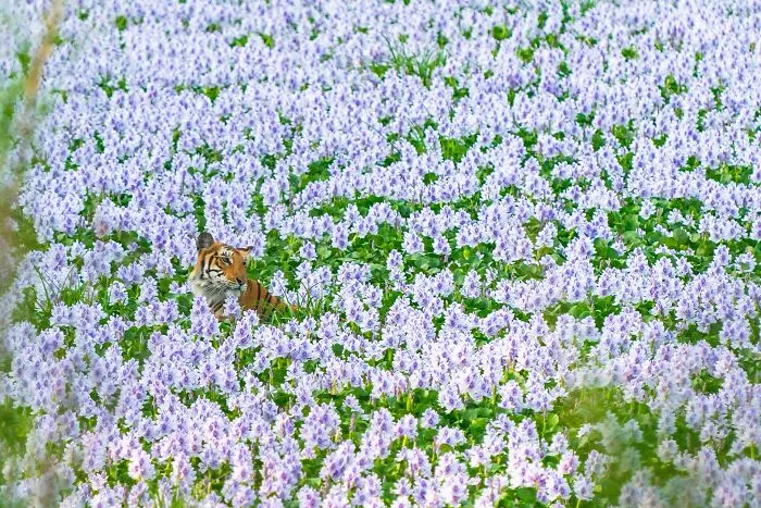 "Cloaked In Lilac", Jury Selection, Wildscape & Animals In Their Habitat