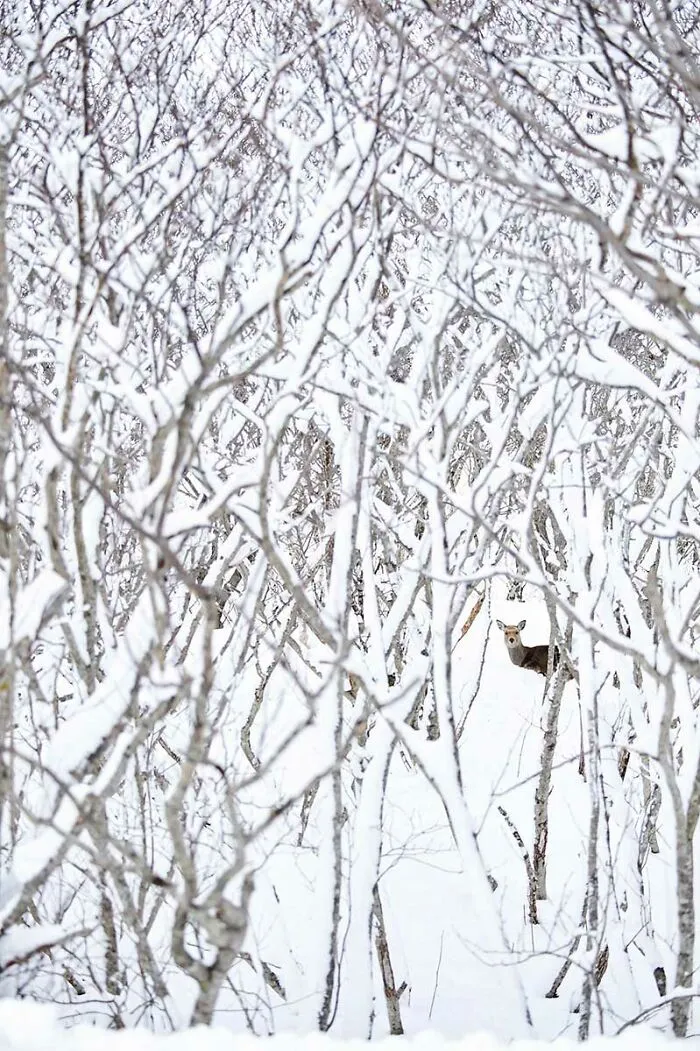 "Let It Snow", Jury Selection, Wildscape & Animals In Their Habitat