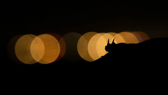 "The Seven Moons Of Sahara", Winner, Creative Nature Photography