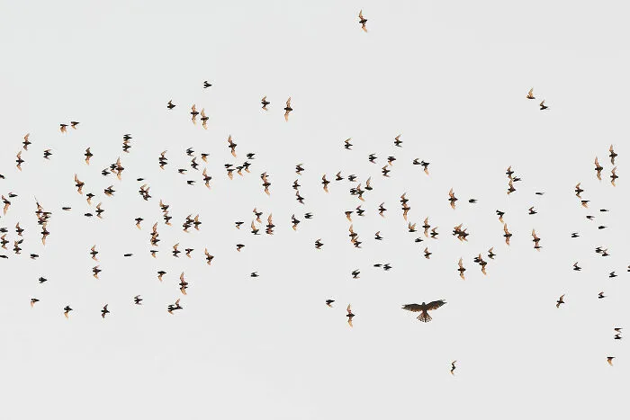 "Higher Up The Food Chain", Winner, Young Photographer