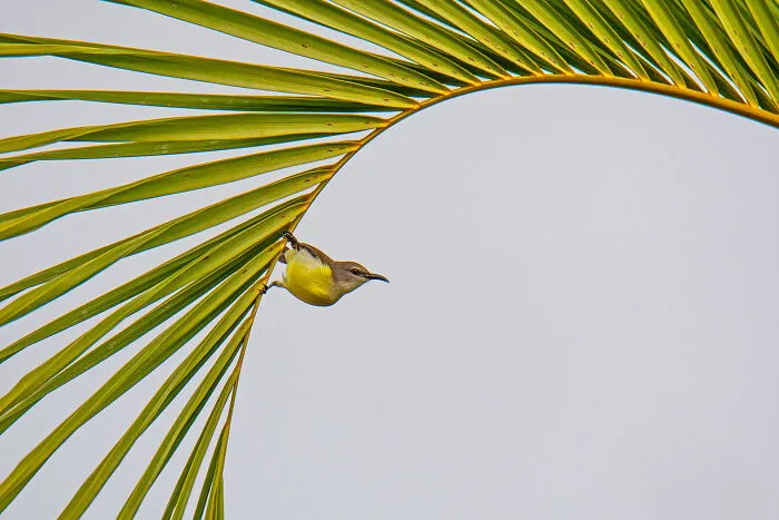 "She’s Like The Wind", Winner, Animal Portraits