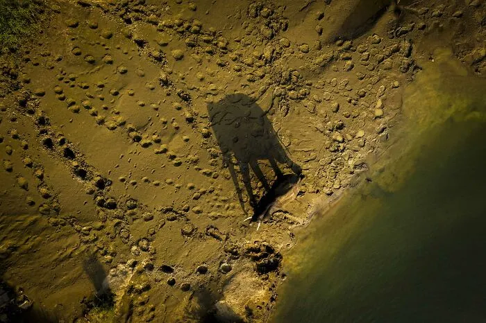 "Where The Giants Roam", Winner, Animal Portraits