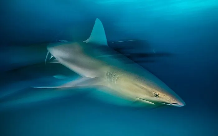 "Jaws-Ome", Winner, Animal Portraits