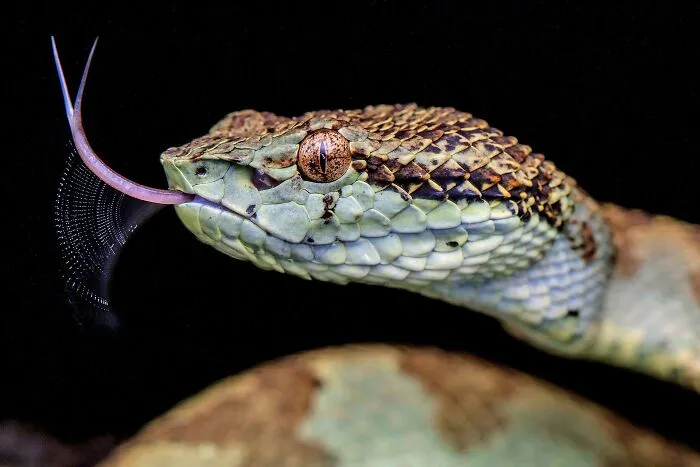 "Heat Tasting", Jury Selection, Animal Portraits
