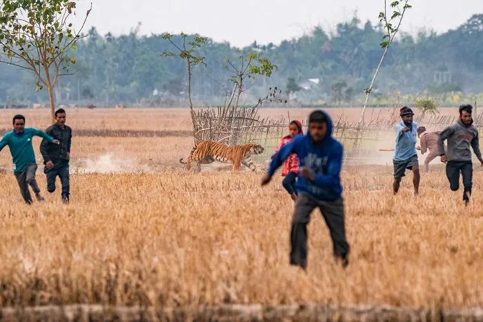 "Chaos Theory", Winner, Conservation Focus