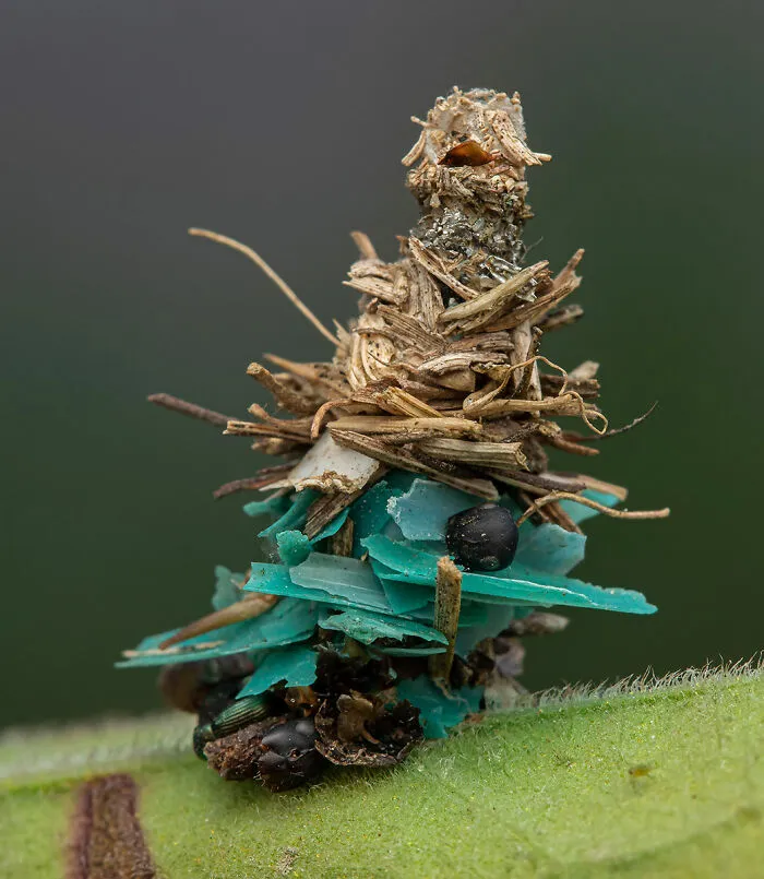"Plastic Home", Jury Selection, Conservation Focus
