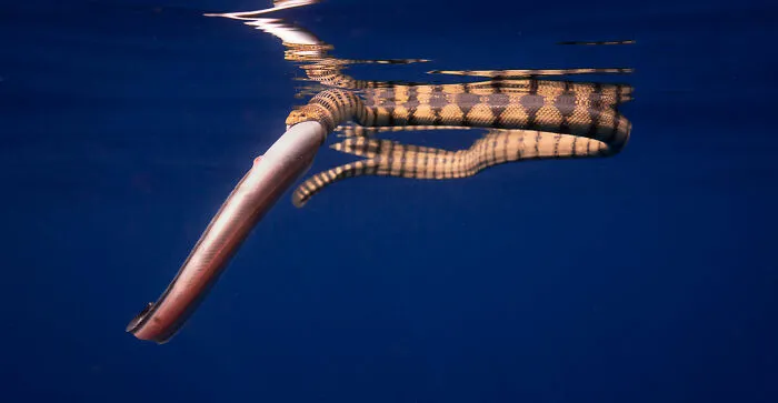 "A Full Meal", Winner, Animal Behaviour