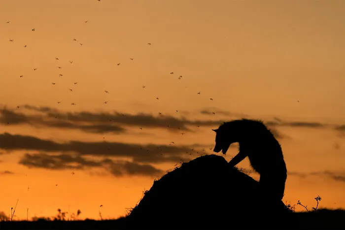 "Termite Control", Winner, Animal Behaviour