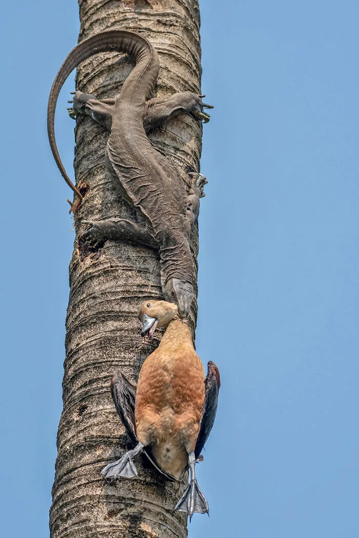 "Out For A Duck", Winner, Animal Behaviour