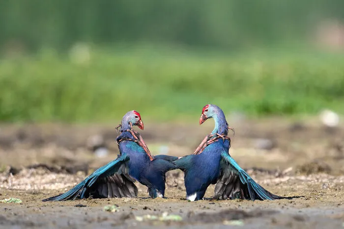 "Ka Pow!", Jury Selection, Animal Behaviour