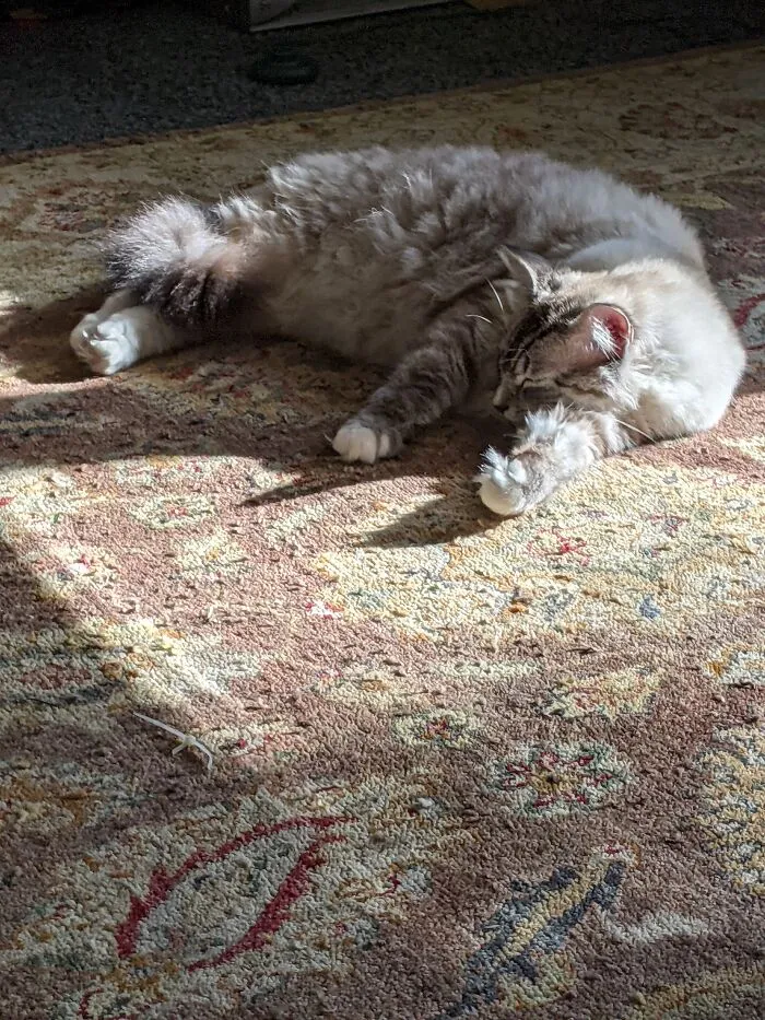 Tucker Napping