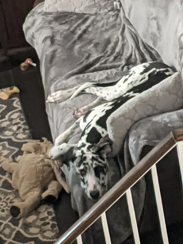 This Is Raven, She's A Great Dane