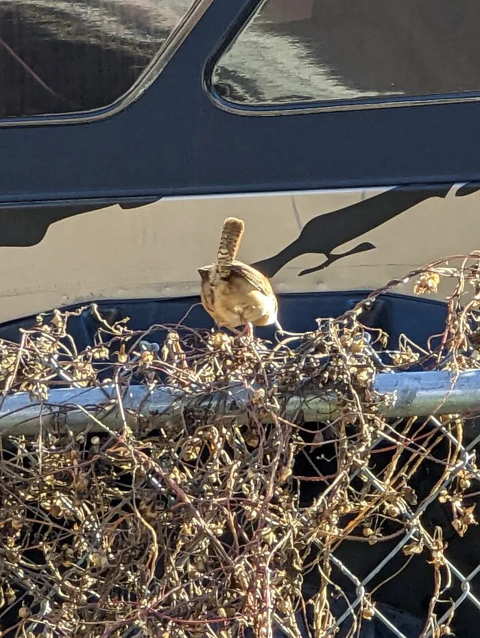 Tried Getting A Picture Of My Carolina Wren He Wasn't Having It And Gave Me A Butt Shot 🤣😂🤣