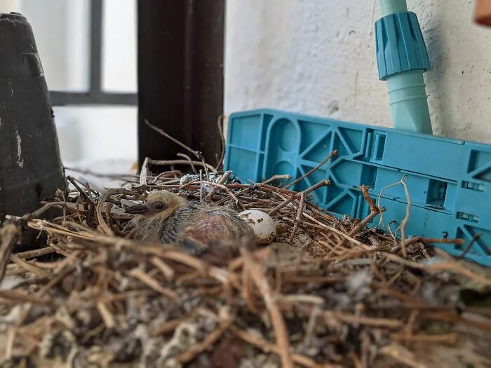 I Found This Newborn Squab On My Balcony