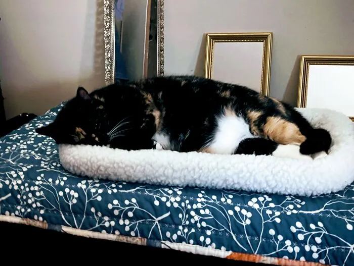 Fat Belly