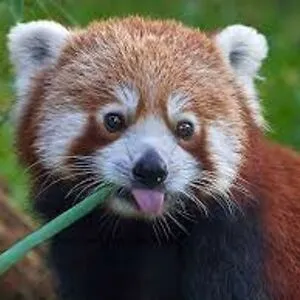 Red Panda
