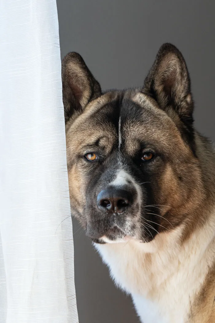 Soju, Handsome Fun Loving Guy Who Can Pull You Across The Artic Tundra!