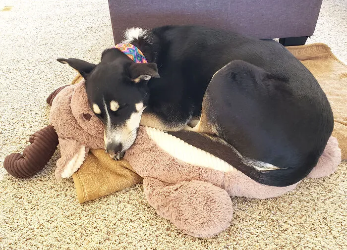 Snuggle Buddy