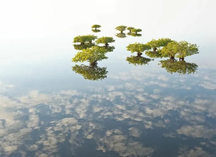 Winner Of Mangroves And Landscapes: Dreamlife Of Mangroves - Melodi Roberts, USA