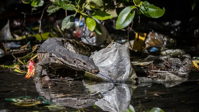 Winner Of Mangroves And Conservation: New Normal - Kei Miyamoto, Indonesia
