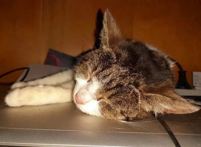 I Gave Home To Throw Away Kitty. She Is So Happy Now