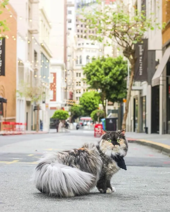 The Maiden's Lane