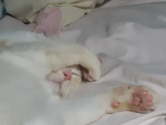 Sunny's Toe Beans Are So Cute They Even Make Him Swoon