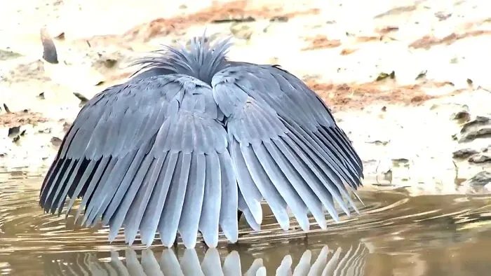 A bird spreads its feathers wide while drinking water, showcasing a lesser-known animal behavior that made people say aww.