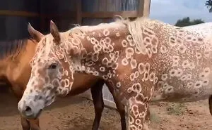 40 Lesser-Known Facts About Animals That Made People Say ‘Aww’ (New Pics)