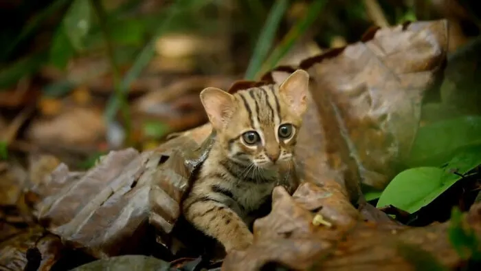 El gato de manchas rojas es el gato salvaje más pequeño de Asia y compite con el gato de patas negras de África por el título de "gato salvaje más pequeño del mundo". Los gatos adultos con manchas rojas pesan hasta 1,6 kg. Son nativos de Nepal, India y Sri Lanka, y están clasificados como "casi amenazados"