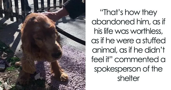 After Being Thrown Away By A Presumed Owner, This Dog Has Been Given A Second Shot At Life With The Help Of Local People