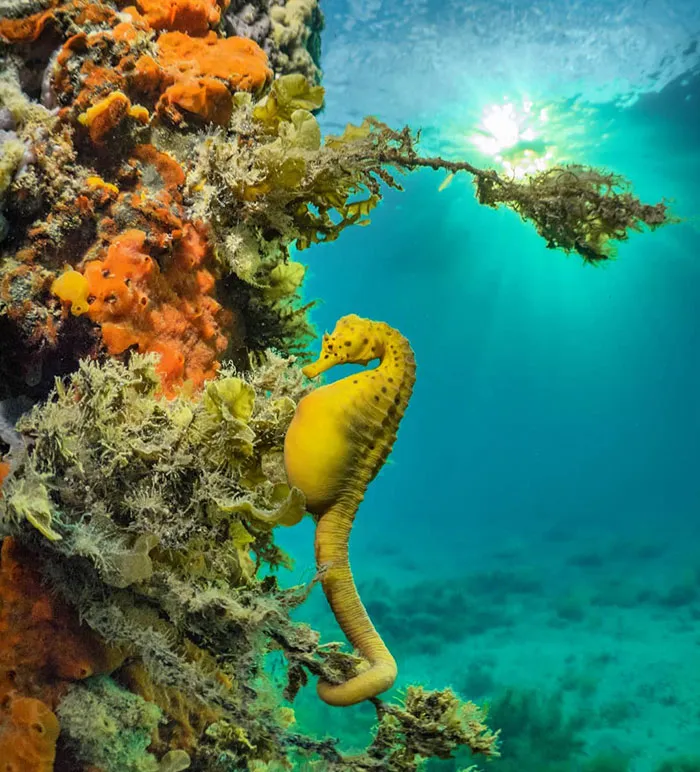 Un caballito de mar barrigón se relaja bajo el sol del atardecer. La imagen se tomó en 2017 bajo un muelle en la bahía de Port Phillip, Victoria, Australia