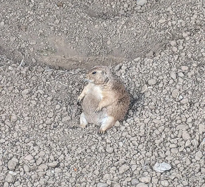 For Those Who Haven't Seen A Pregnant Groundhog