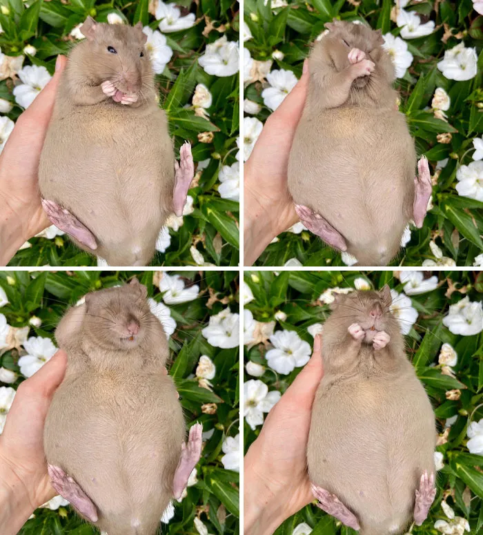 Pregnant Potato. I Couldn’t Decide Which Of These Baby Belly Pics To Share, So Here Are All Of Them. This Girl Is Named Latte, And She Is Heavily Pregnant