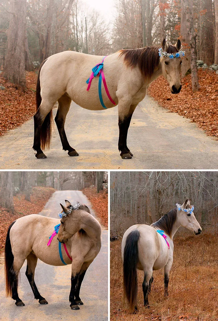 Horse's Maternity Photoshoot