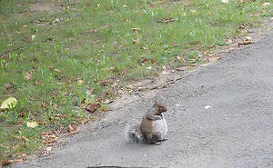 50 Times People Spotted An Adorable Pregnant Animal And Just Had To Take A Pic