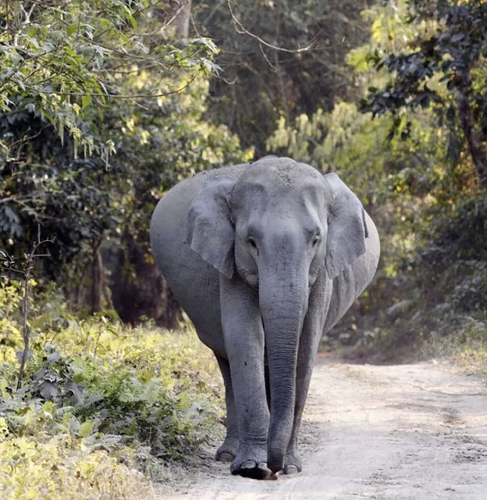 Elephants Have The Longest Pregnancy Period Of Any Living Mammal - They’re Pregnant From 18 To 22 Months