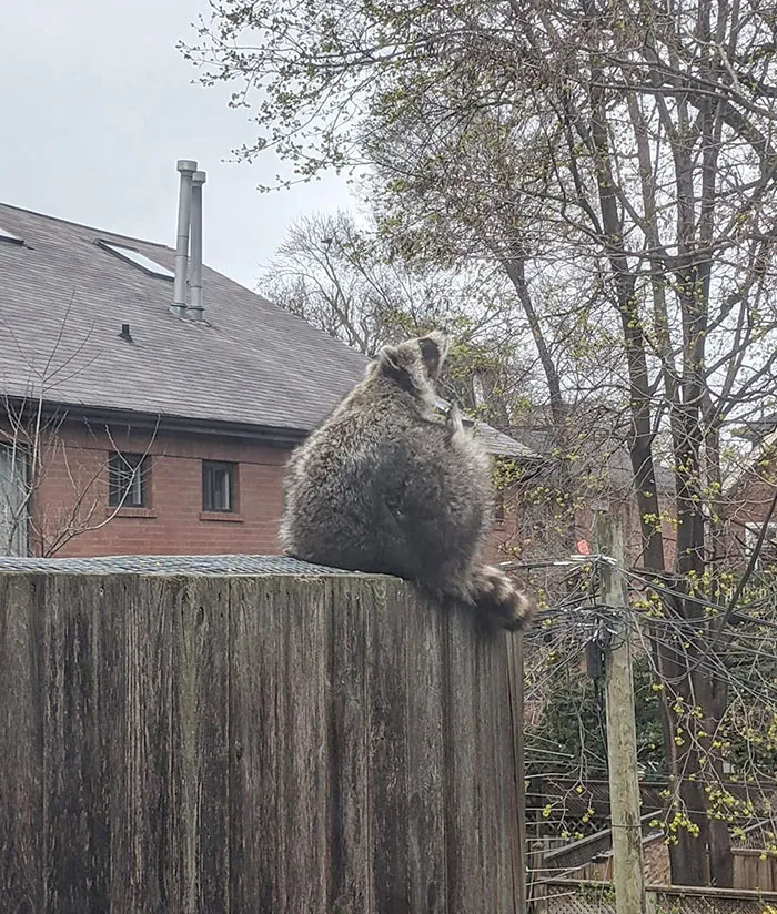 Friends Have A Pregnant Raccoon Ready To Give Birth Any Time Soon. Not Their Pet, But A Resident Of Their Deck