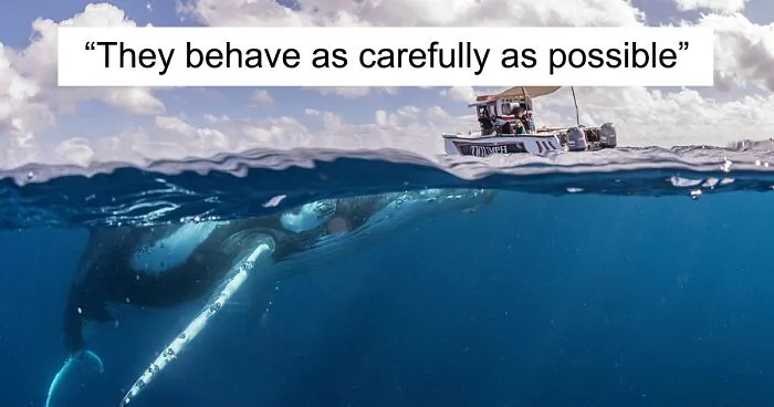 Our 13 Pics Of Humpback Whales Playing With Us In The Ocean