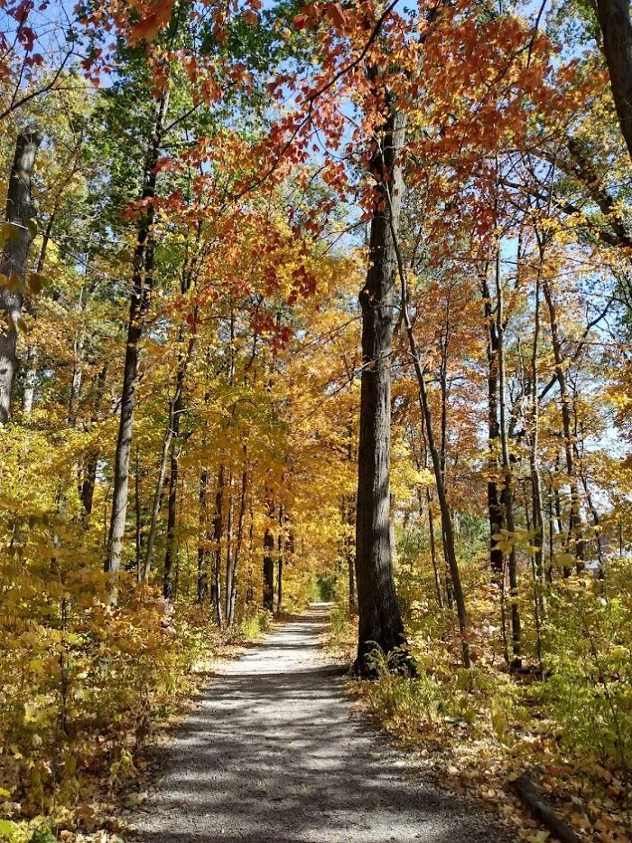 Autumn Woods