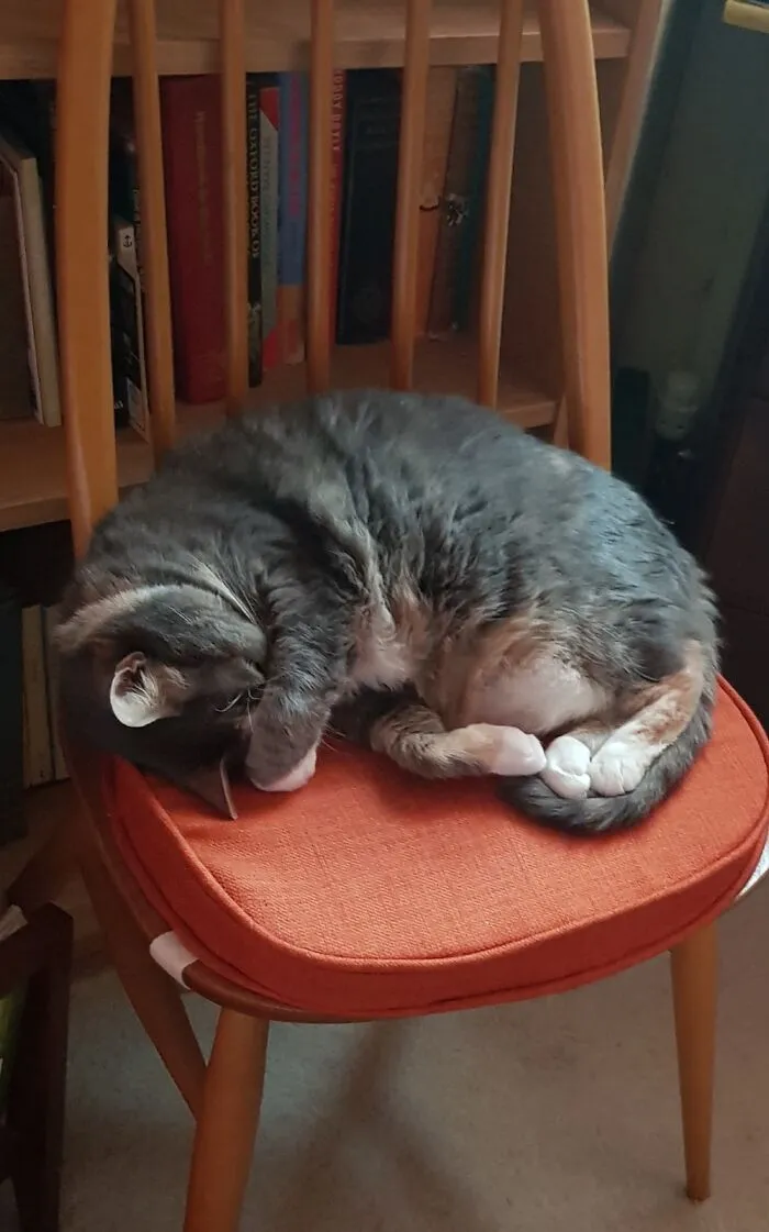 Sally On One Of Her Many Favourite Nap Spots