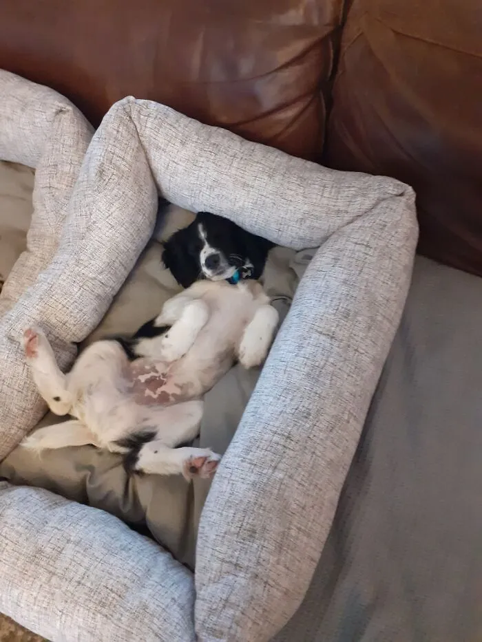 Albert Full On Chilling