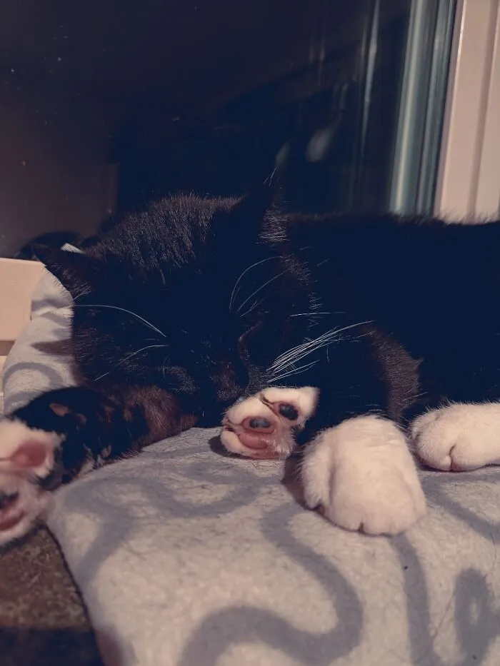This Is Our Old Man, His Name Is Herman
