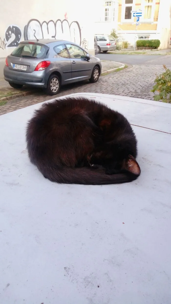Puuuurfect Smoll Furrbal - Btw. Not My Cat ;)