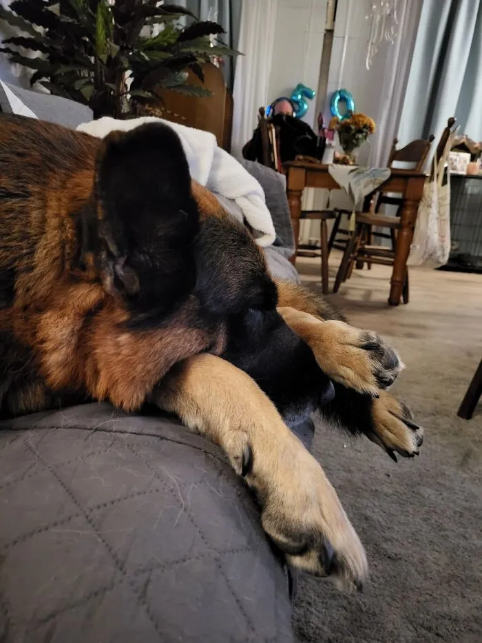 Our Loki 🥰